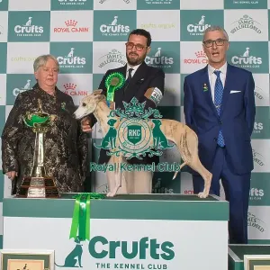 Hound Group Winner
