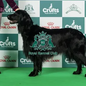 Hovawart Best of Breed Crufts 2026