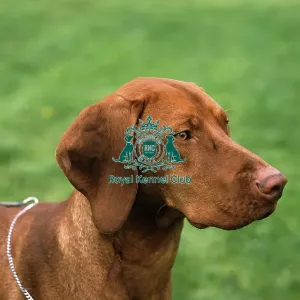 Hungarian Vizsla