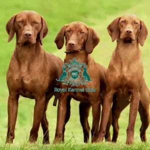 Prints of Diane Pearce Prints: Gundog Group