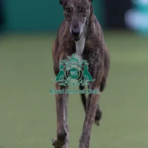 Hyper, a Greyhound, competing in the Junior Warrant Final today (05) Hyper, a Greyhound, competing in the Junior Warrant Final today (05)