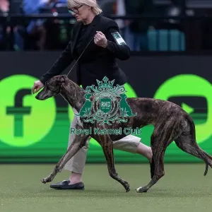 Hyper, a Greyhound, competing in the Junior Warrant Final today (05) Hyper, a Greyhound, competing in the Junior Warrant Final today (05)