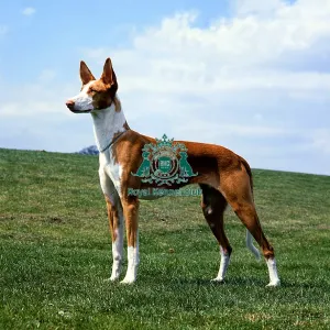 Ibizan Hound Ibizan Hound