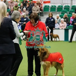 Inter-Regional Obedience Competition Inter-Regional Obedience Competition