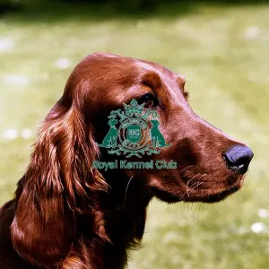 Irish Setter
