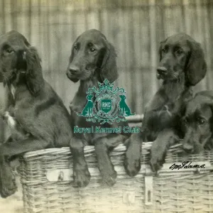Four Irish Setter Puppies Four Irish Setter Puppies