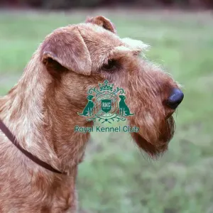 Irish Terrier Irish Terrier