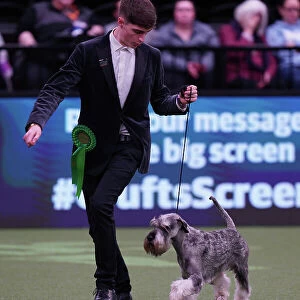 Isaac Preddy from Bristol, with Arthur, a Schnauzer, which was the Best of Breed winner today (Sunday 12. 03. 23), the last day of Crufts 2023, at the NEC Birmingham