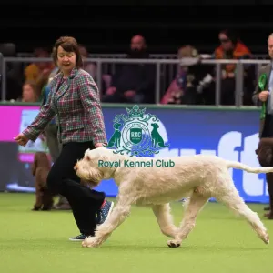 Italian Spinone Italian Spinone