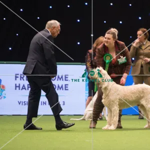 Italian Spinone