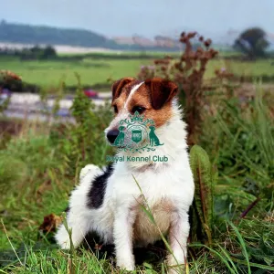 jack russell jack russell