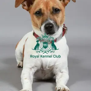 Jack Russell Terrier
