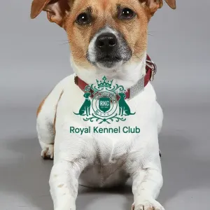 Jack Russell Terrier