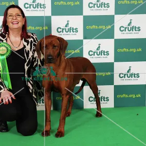 Jane Anthony from Northern Ireland with Khan, a Rhodesian Ridgeback, which was the Best of Breed winner today (Saturday 11. 03. 23), the third day of Crufts 2023, at the NEC Birmingham