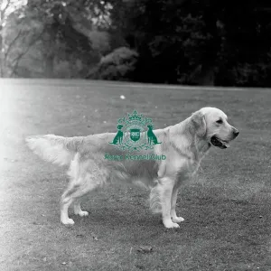 Janville Tempestuous at Linchael - photo by Diane Pearce