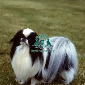 Japanese Chin