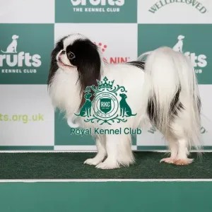 Japanese Chin BOB Japanese Chin BOB