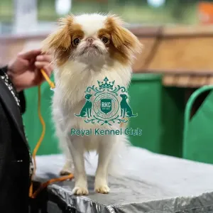 Japanese Chin dog Japanese Chin dog