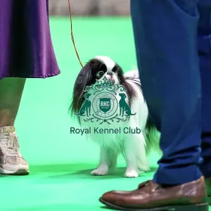 Japanese Chin dog at Crufts Japanese Chin dog at Crufts