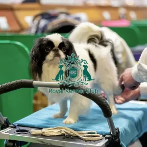 Japanese Chin dog being groomed at Crufts Japanese Chin dog being groomed at Crufts