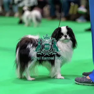 Japanese Chin dog in the judging ring Japanese Chin dog in the judging ring