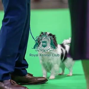 Japanese chin dog looking up at it's owner in the judging ring Japanese chin dog looking up at it's owner in the judging ring Japanese chin dog looking up at it's owner in the judging ring Japanese chin dog looking up at it's owner in the judging ring