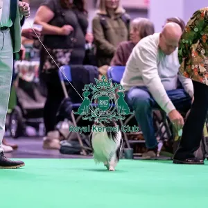 Japanese chin dog looking at owner in the judging ring Japanese chin dog looking at owner in the judging ring