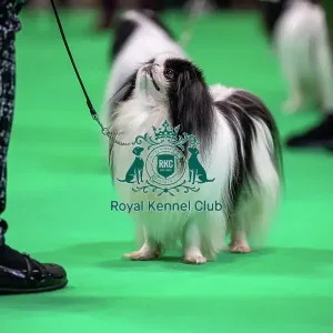 Japanese chin dog looking up at owner in the judging ring Japanese chin dog looking up at owner in the judging ring
