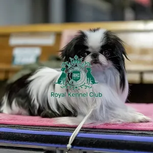 Japanese Chin dog lying down at Crufts, Friday 7 March Japanese Chin dog lying down at Crufts, Friday 7 March