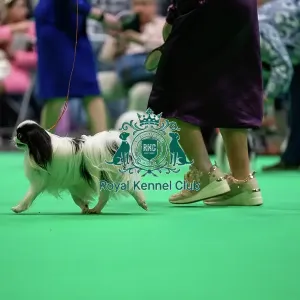 Japanese Chin dog running in the judging ring Japanese Chin dog running in the judging ring
