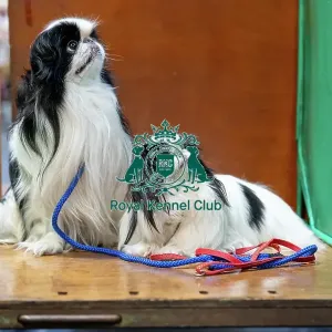 Japanese Chin Dogs at Crufts Japanese Chin Dogs at Crufts