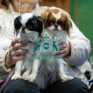 Japanese Chin Dogs at Crufts Japanese Chin Dogs at Crufts