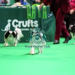 Japanese Chin dogs running in the judging ring Japanese Chin dogs running in the judging ring