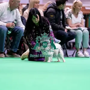 Japanese Chin being groomed in the judging ring Japanese Chin being groomed in the judging ring