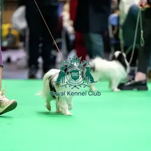 Japanese Chin in the judging ring, Friday 7 March Japanese Chin in the judging ring, Friday 7 March