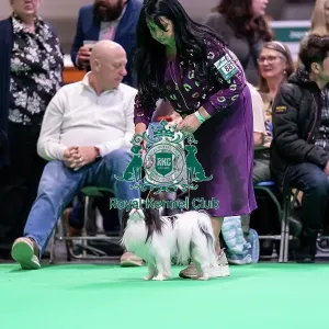 Japanese Chin looking up at owner Japanese Chin looking up at owner