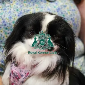 Japanese Chin with owner at Discover Dogs