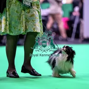 Japanese Chin running in the judging ring, Friday 7 March Japanese Chin running in the judging ring, Friday 7 March