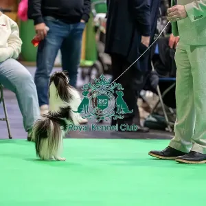 Japanese Chin standing on hind legs Japanese Chin standing on hind legs