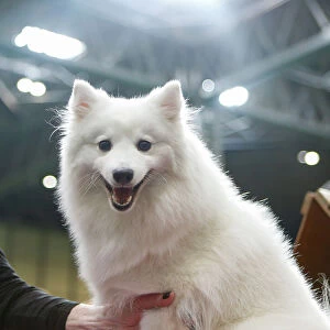 Japanese Spitz Smile Crufts Best Of Breed Small Dog