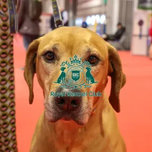 Jaz the Rhodesian Ridgeback with owner in Discover Dogs
