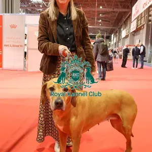 Discover Dogs Print - Jaz the Rhodesian Ridgeback. Art Prints