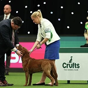 Joy Middleton from Leatherhead with Hebe, Retriever Chesapeake Bay, which was the Best of Breed winner today (Thursday 09. 03. 23), the first day of Crufts 2023, at the NEC Birmingham