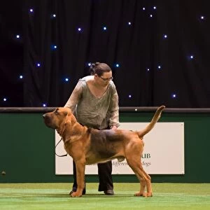 KC Vulnerable Breeds competition