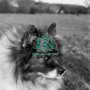 Keeshond Keeshond