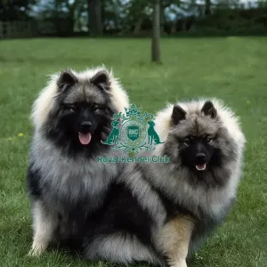Keeshonds Keeshonds