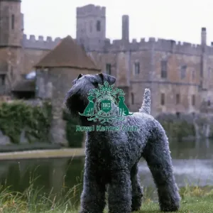 Kerry Blue Terrier Kerry Blue Terrier