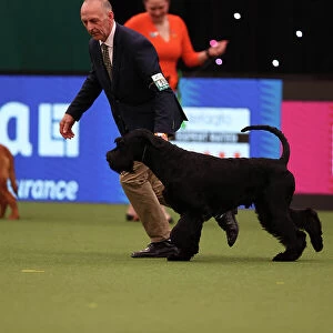 Kevin Cullen from Hastings with Night, a Giant Schnauzer, which was the Best of Breed winner today (Friday 10. 03. 23), the second day of Crufts 2023, at the NEC Birmingham