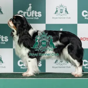 King Charles Spaniel Best of Breed Crufts 2026