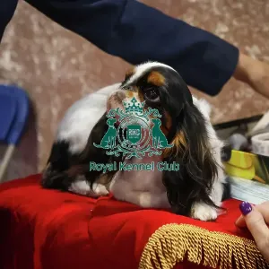 King Charles Spaniel at Discover Dogs